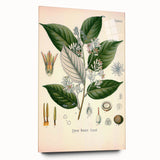 Vintage Botanical Illustration of Styrax – Botanical Art Prints