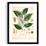 Vintage Botanical Illustration of Styrax – Botanical Art Prints