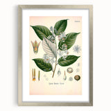 Vintage Botanical Illustration of Styrax – Botanical Art Prints
