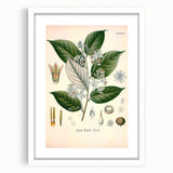 Vintage Botanical Illustration of Styrax – Botanical Art Prints