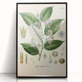 Vintage Botanical Illustration of Styrax – Botanical Art Prints