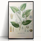Vintage Botanical Illustration of Styrax – Botanical Art Prints