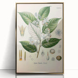 Vintage Botanical Illustration of Styrax – Botanical Art Prints