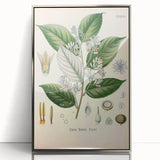 Vintage Botanical Illustration of Styrax – Botanical Art Prints