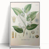 Vintage Botanical Illustration of Styrax – Botanical Art Prints