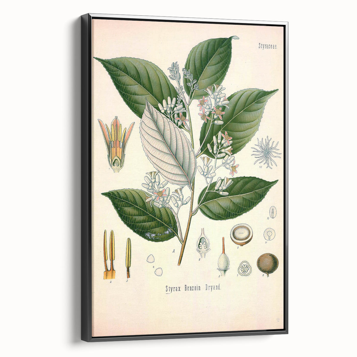 Vintage Botanical Illustration of Styrax – Botanical Art Prints