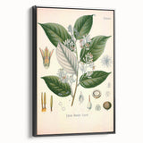 Vintage Botanical Illustration of Styrax – Botanical Art Prints