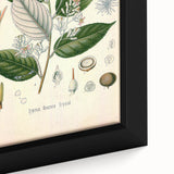 Vintage Botanical Illustration of Styrax – Botanical Art Prints