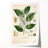 Vintage Botanical Illustration of Styrax – Botanical Art Prints