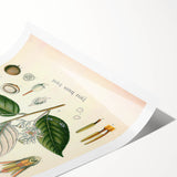 Vintage Botanical Illustration of Styrax – Botanical Art Prints