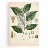 Vintage Botanical Illustration of Styrax – Botanical Art Prints