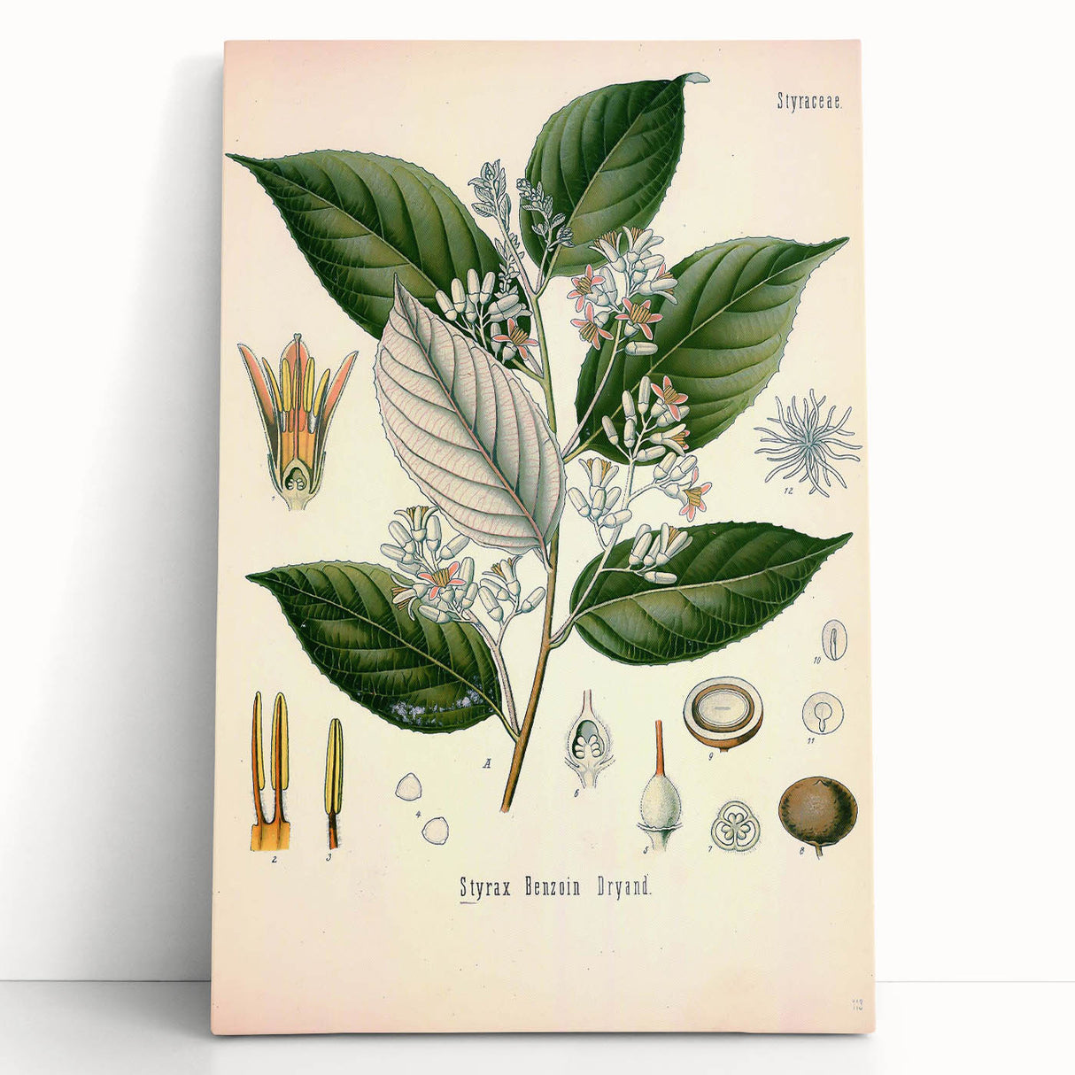 Vintage Botanical Illustration of Styrax – Botanical Art Prints