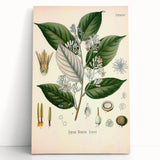 Vintage Botanical Illustration of Styrax – Botanical Art Prints