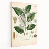 Vintage Botanical Illustration of Styrax – Botanical Art Prints