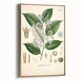 Vintage Botanical Illustration of Styrax – Botanical Art Prints