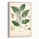 Vintage Botanical Illustration of Styrax – Botanical Art Prints