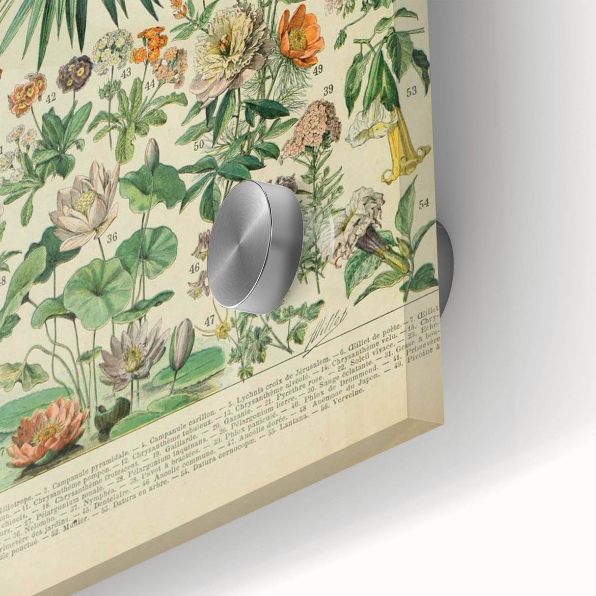 Flower Art Print – Vintage Botanical Flower Illustration