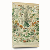 Flower Art Print – Vintage Botanical Flower Illustration