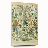 Flower Art Print – Vintage Botanical Flower Illustration