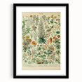 Flower Art Print – Vintage Botanical Flower Illustration