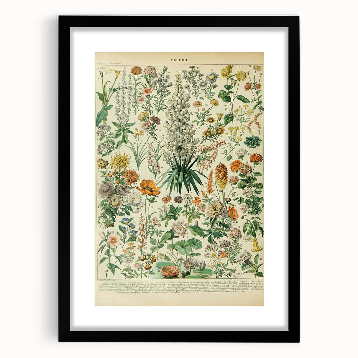 Flower Art Print – Vintage Botanical Flower Illustration