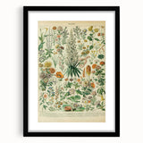 Flower Art Print – Vintage Botanical Flower Illustration