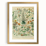 Flower Art Print – Vintage Botanical Flower Illustration