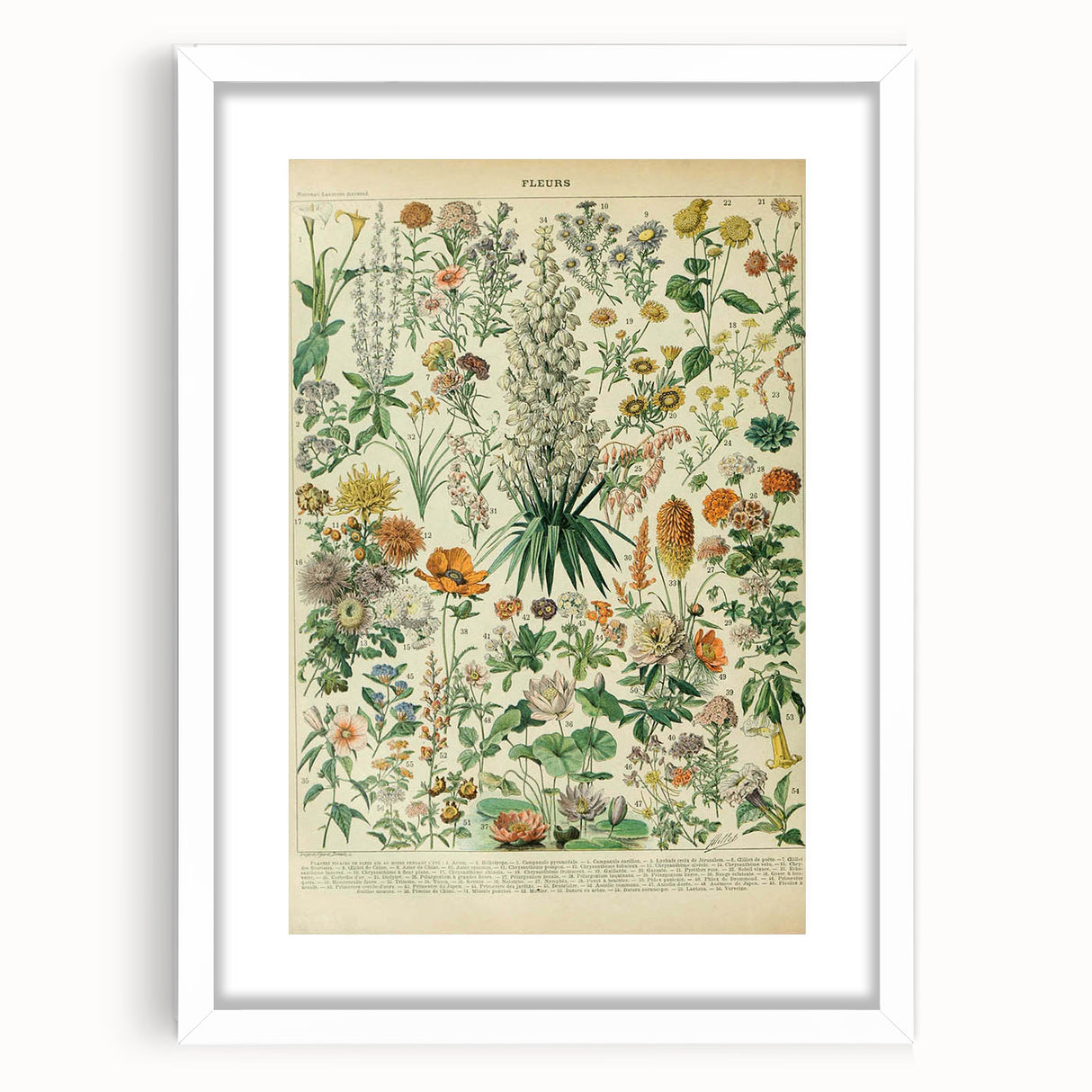 Flower Art Print – Vintage Botanical Flower Illustration