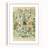 Flower Art Print – Vintage Botanical Flower Illustration