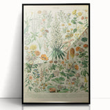 Flower Art Print – Vintage Botanical Flower Illustration