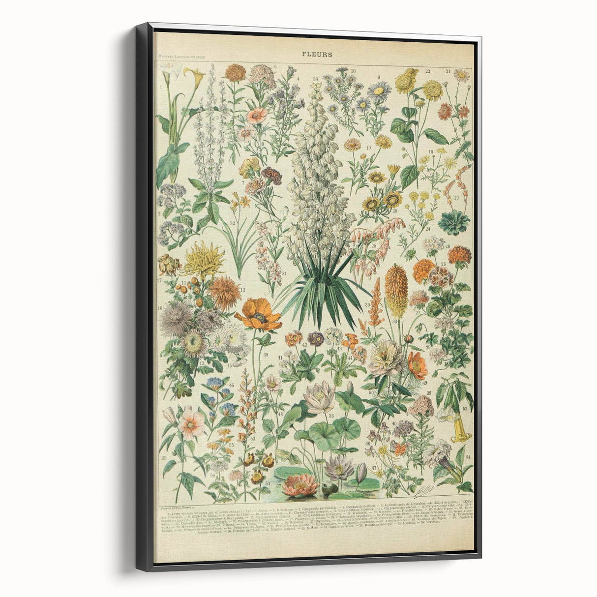 Flower Art Print – Vintage Botanical Flower Illustration