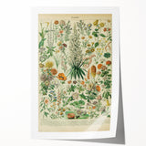 Flower Art Print – Vintage Botanical Flower Illustration
