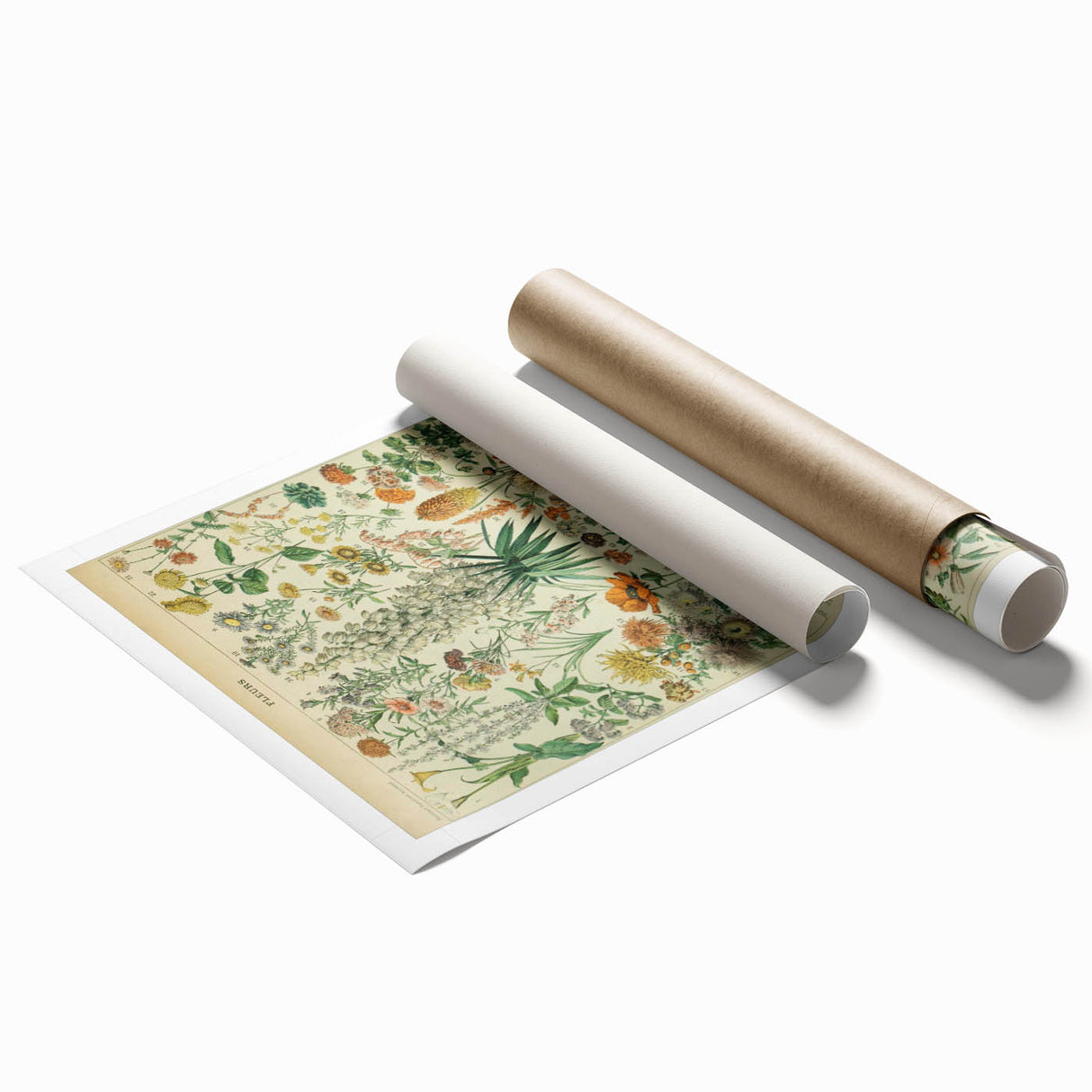 Flower Art Print – Vintage Botanical Flower Illustration