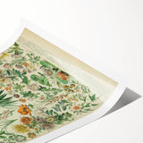 Flower Art Print – Vintage Botanical Flower Illustration