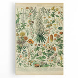 Flower Art Print – Vintage Botanical Flower Illustration