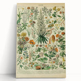 Flower Art Print – Vintage Botanical Flower Illustration