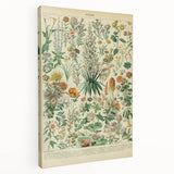 Flower Art Print – Vintage Botanical Flower Illustration