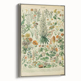 Flower Art Print – Vintage Botanical Flower Illustration