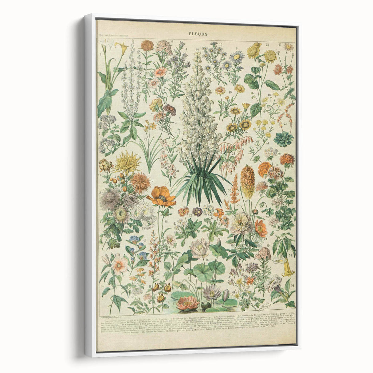 Flower Art Print – Vintage Botanical Flower Illustration
