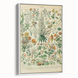 Flower Art Print – Vintage Botanical Flower Illustration