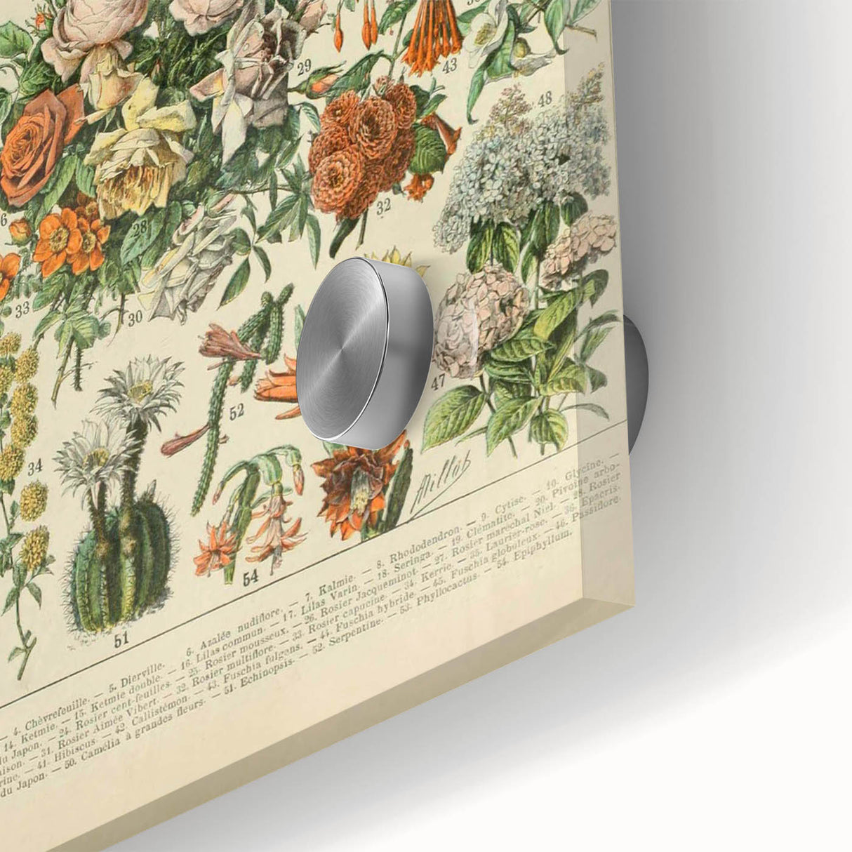 Flower Art Print – Vintage Botanical Flower Illustration