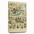 Flower Art Print – Vintage Botanical Flower Illustration