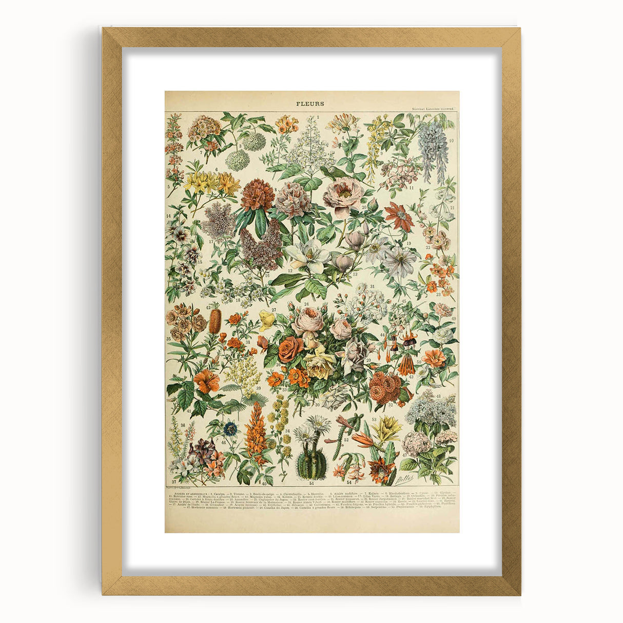 Flower Art Print – Vintage Botanical Flower Illustration