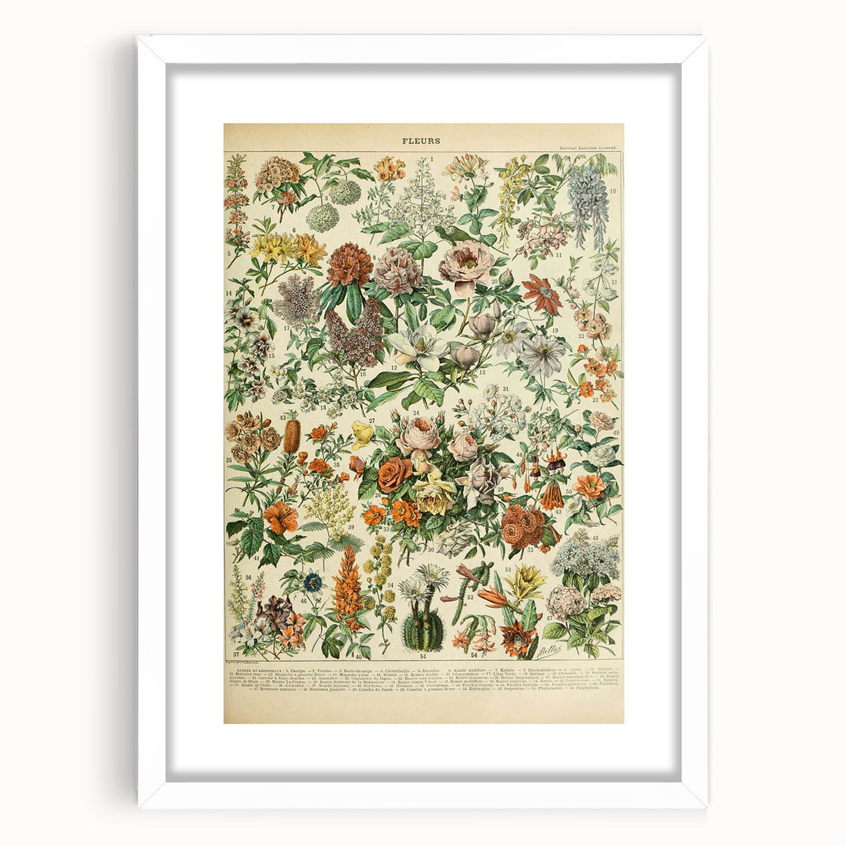 Flower Art Print – Vintage Botanical Flower Illustration