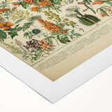 Flower Art Print – Vintage Botanical Flower Illustration