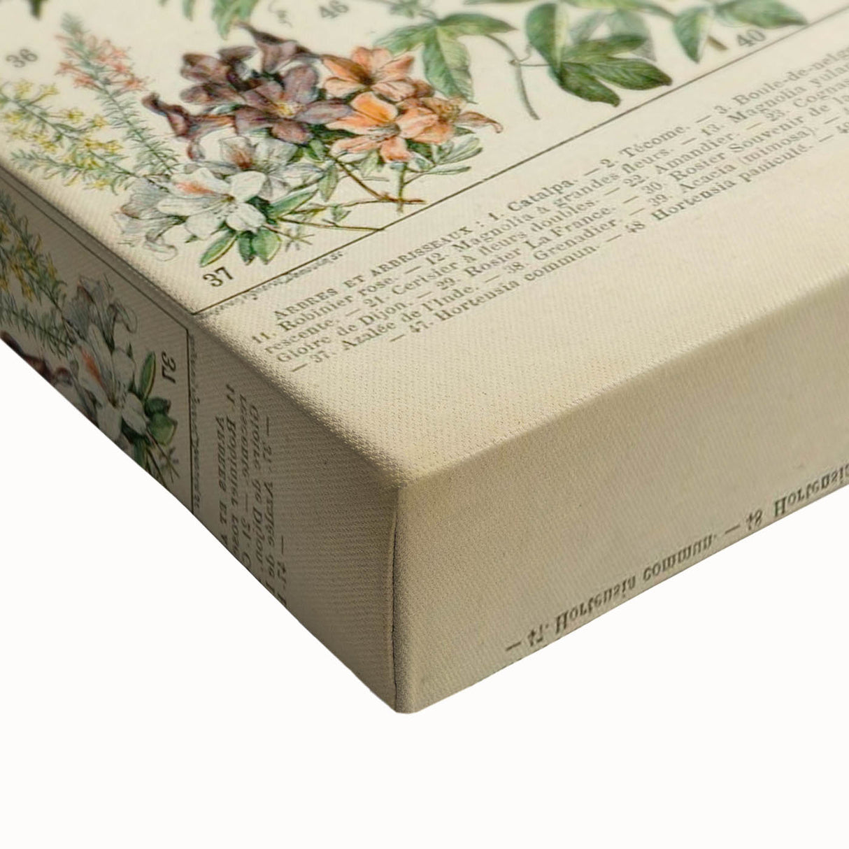 Flower Art Print – Vintage Botanical Flower Illustration