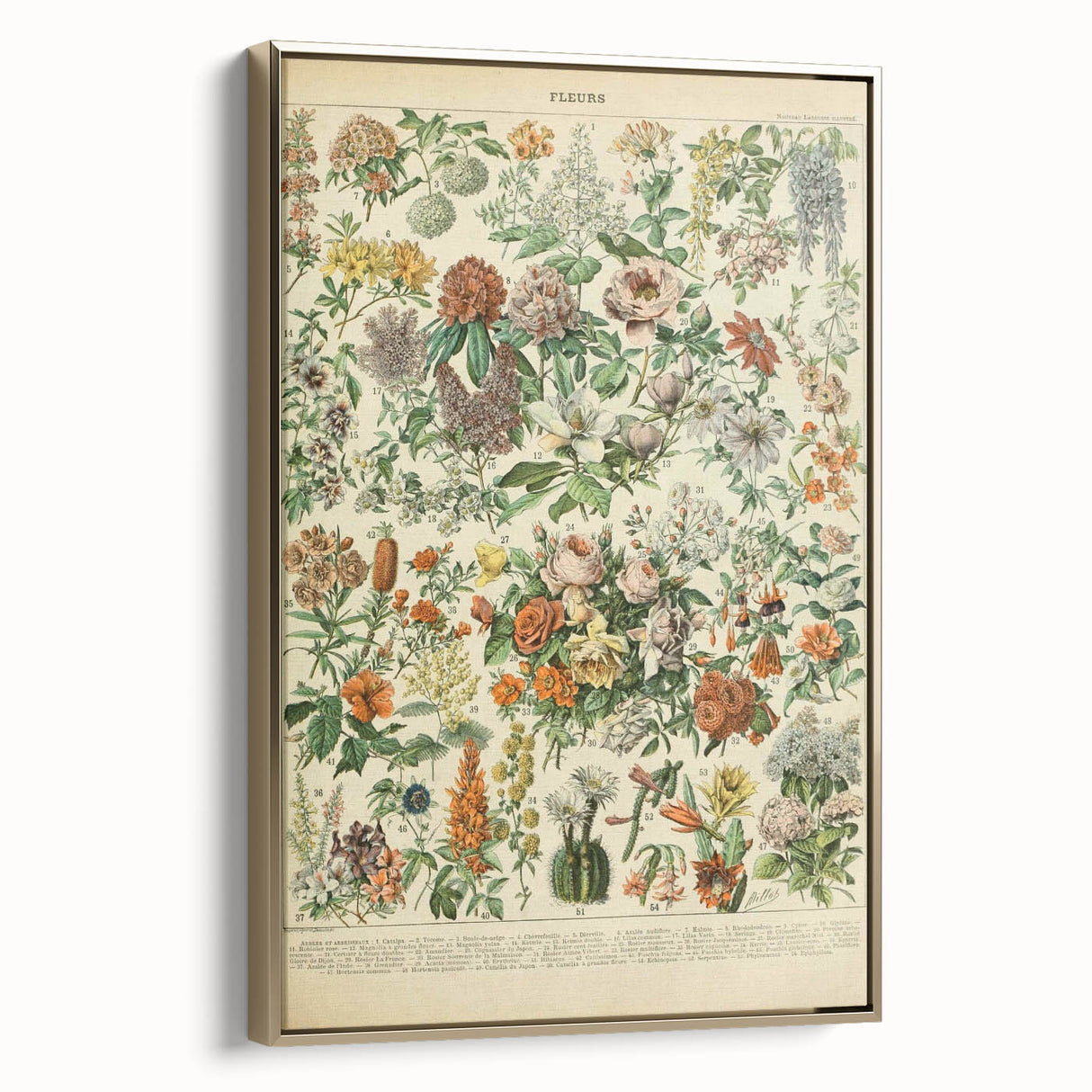 Flower Art Print – Vintage Botanical Flower Illustration