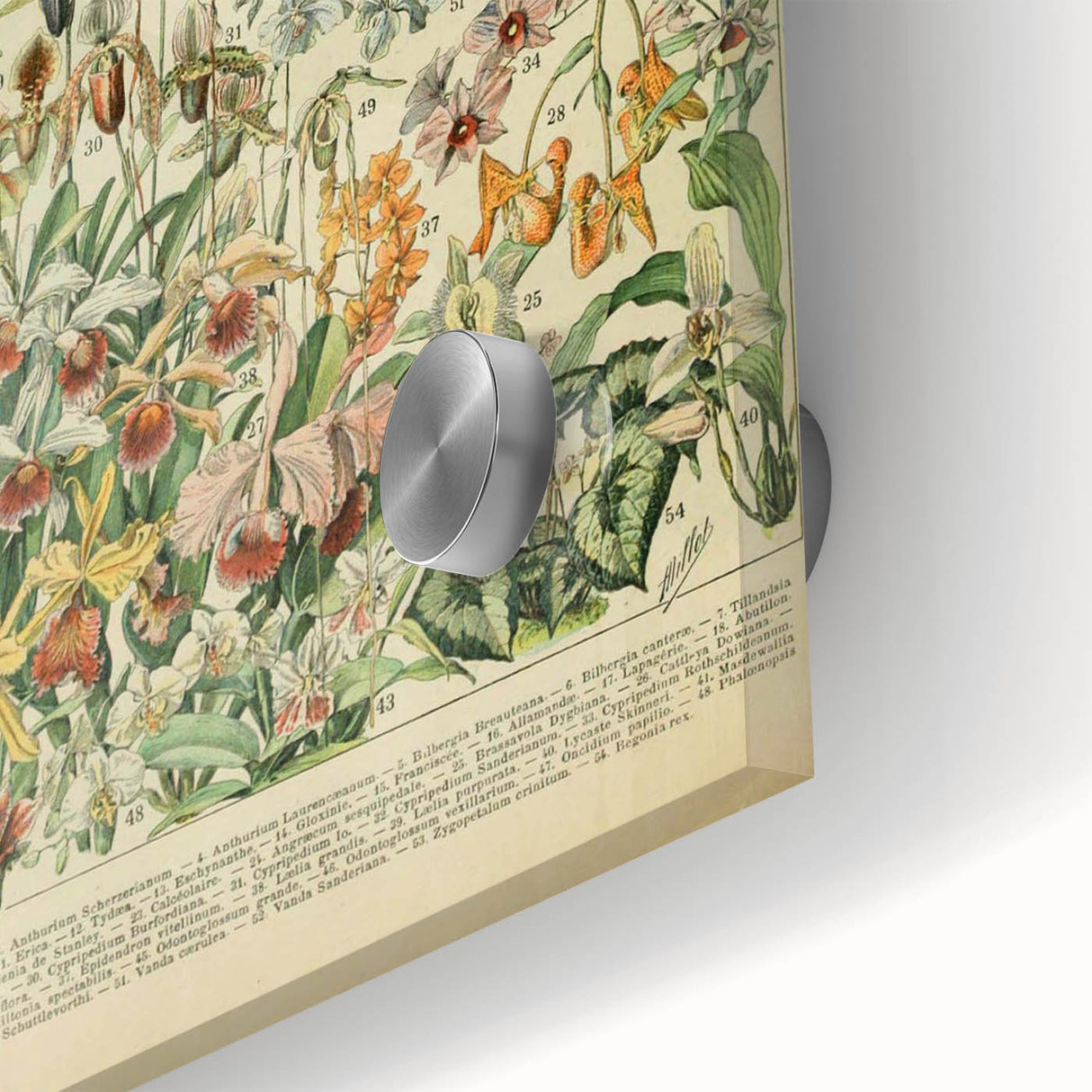 Vintage Botanical Art Prints: Nature-Inspired Floral Wall Art