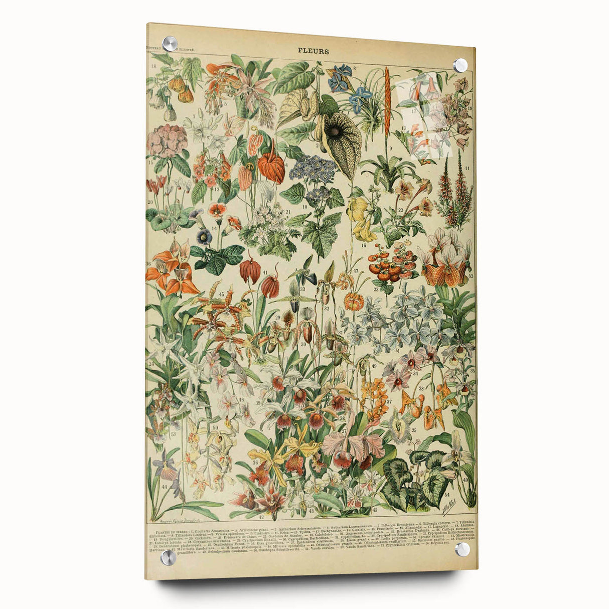 Vintage Botanical Art Prints: Nature-Inspired Floral Wall Art