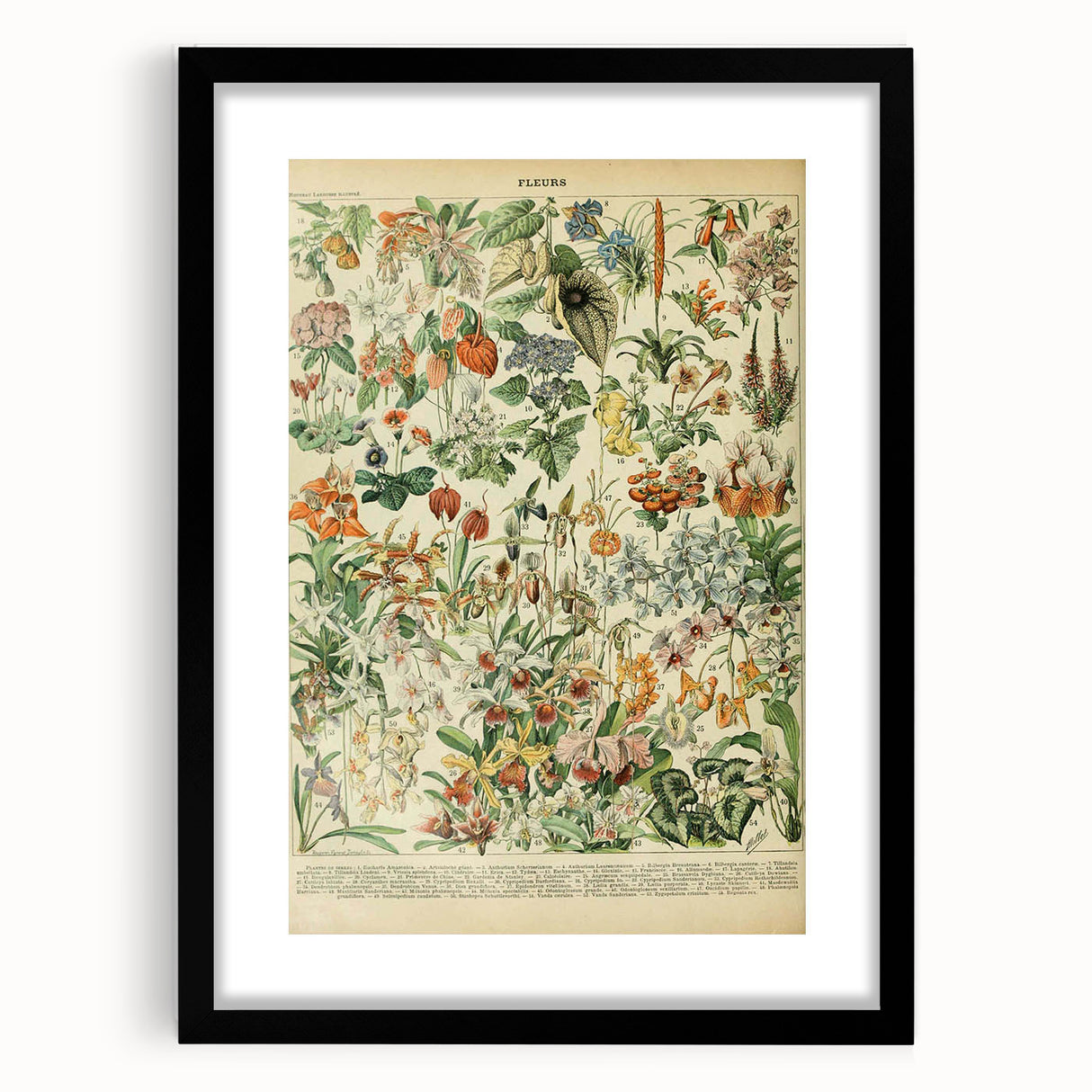 Vintage Botanical Art Prints: Nature-Inspired Floral Wall Art